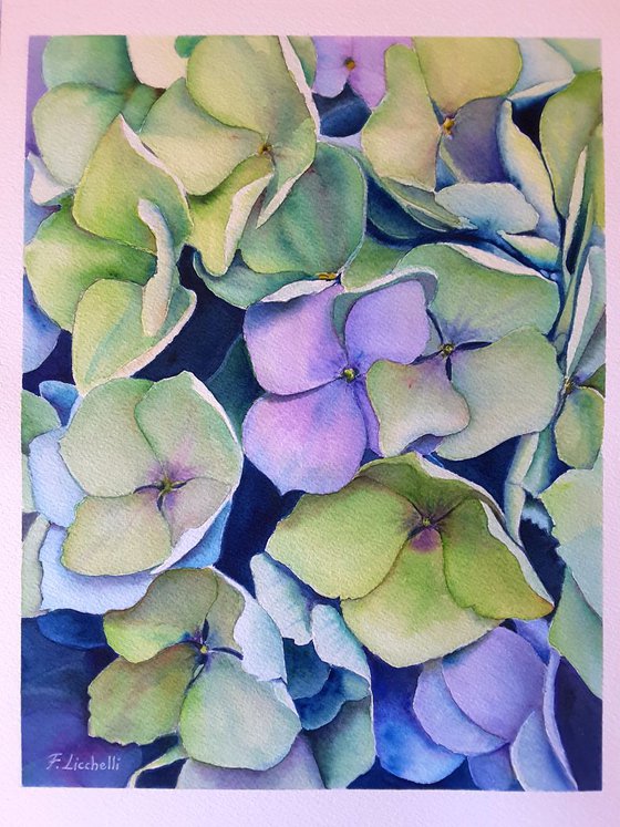 Hydrangea n.3