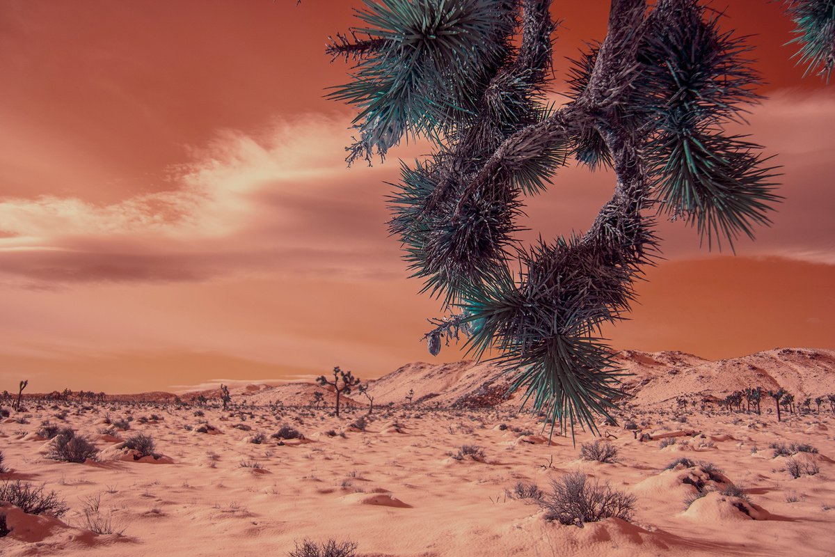 Winter Desert IV by Mark Hannah