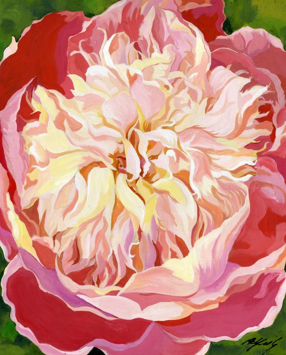 peony in pink