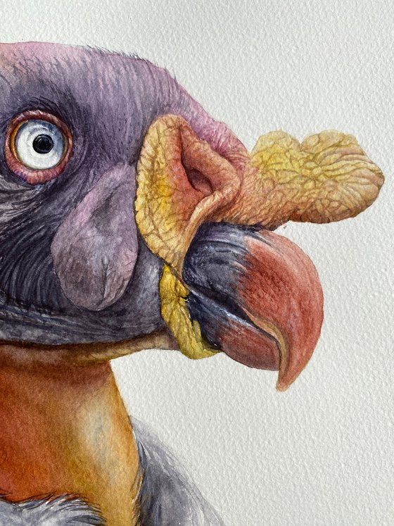 King Vulture, bird portrait