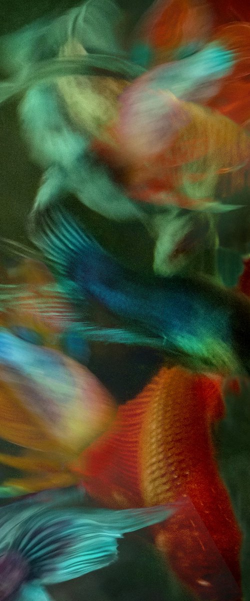 Betta Blur 49 by MICHAEL FILONOW