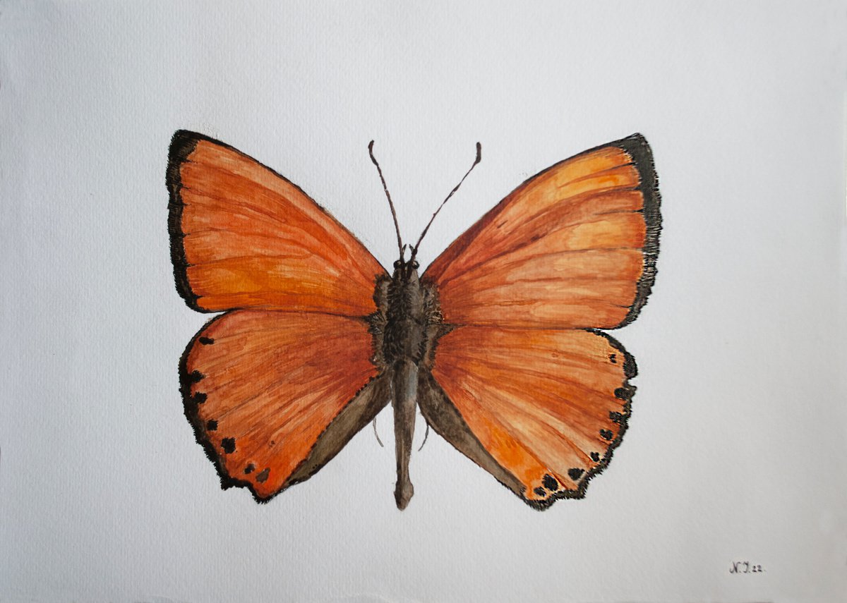 Butterfly Solo I by Nikola Ivanovic