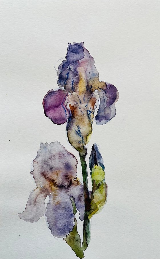 Iris. Original watercolour painting.