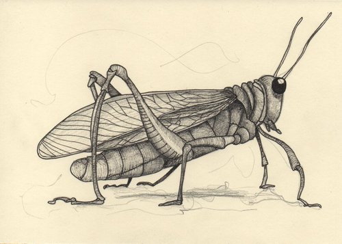 Grasshopper doesn't by Arjan Winkelaar