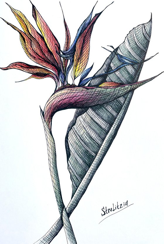 ORANGE STRELITZIA DRAWING