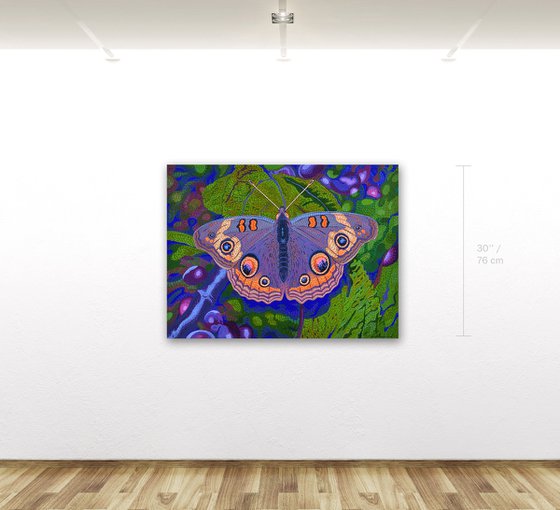 Buckeye Butterfly