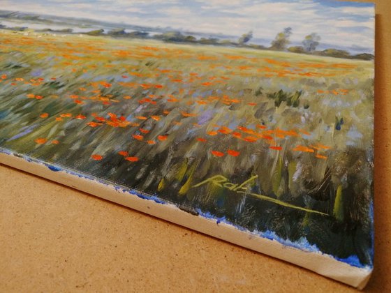 At the edge of the poppy field