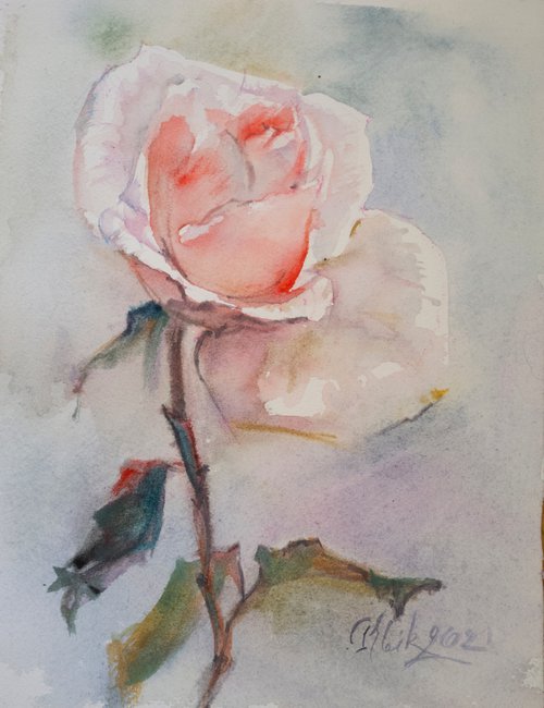 Single tender rose in soft coral color by Irina Bibik-Chkolian