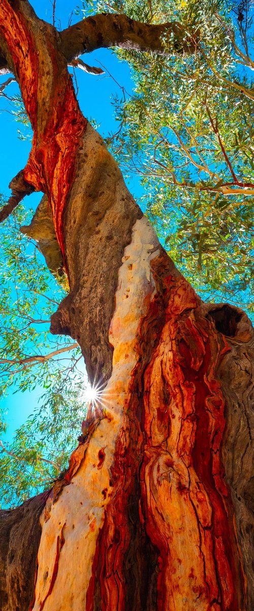 Twisted Gum by Nick Psomiadis