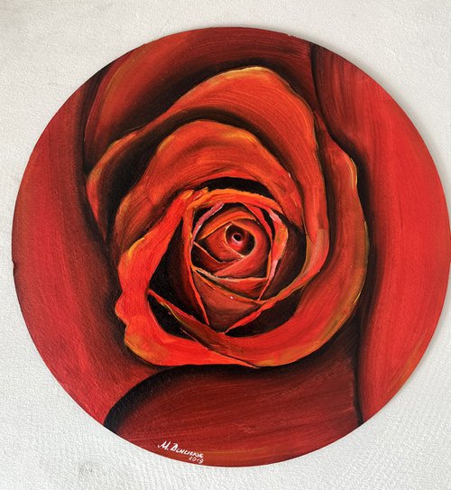 Red rose by Myroslava Denysyuk