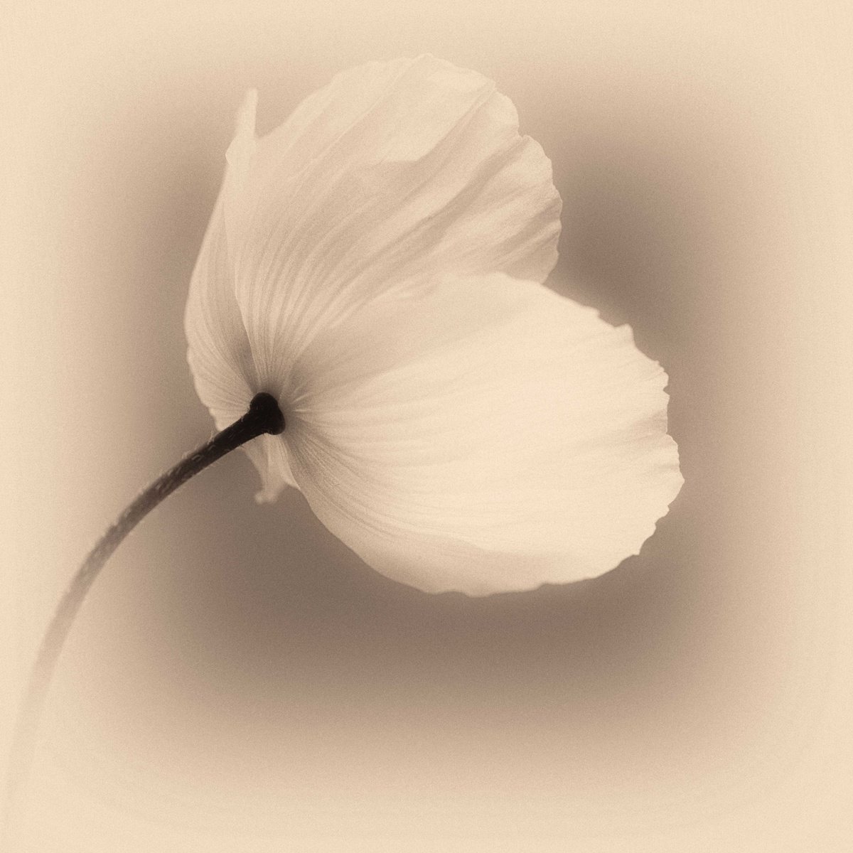 Impressionistic Botanical Photograph By Lynne Douglas, 36 X 36", Wild Poppy I, Original Artwork