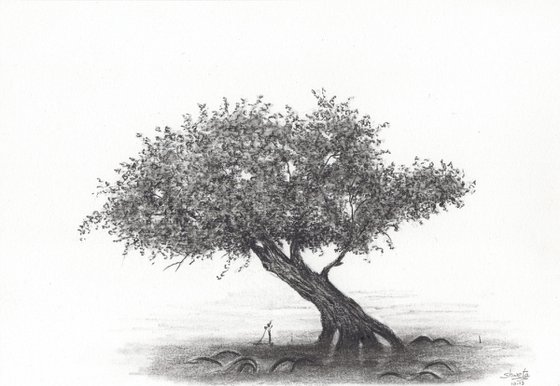 Mangrove Tree