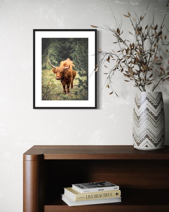 SCOTTISH COW