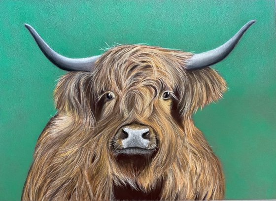 Highland cow