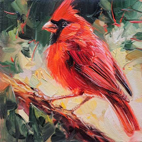 Cardinal bird