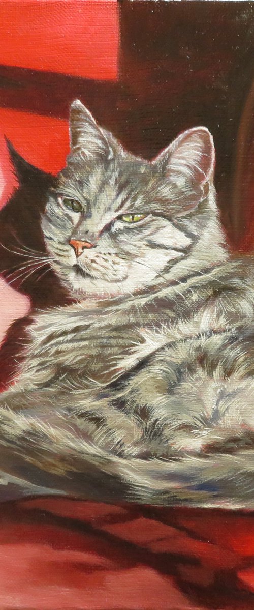 Ghibli sunbathing, Portrait of a Grey Cat by Anne Zamo