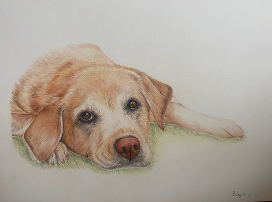 The long wait. Labrador drawing