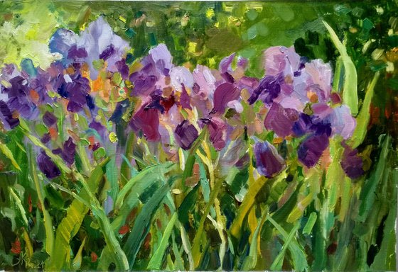 Irises