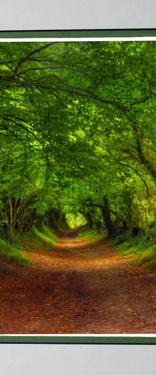 Tree Tunnel two by Robin Clarke