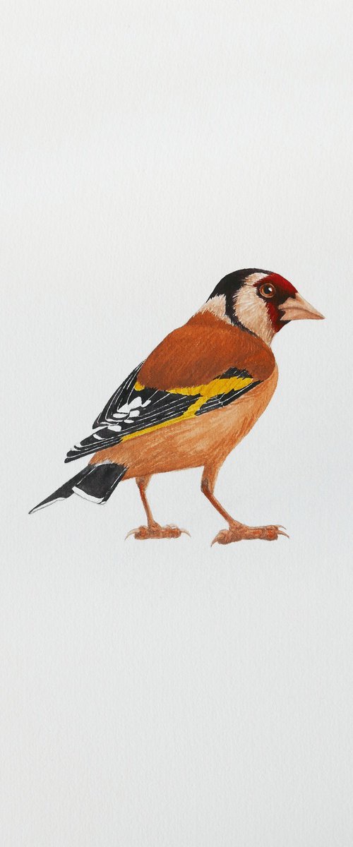 Wise goldfinch by Karina Danylchuk