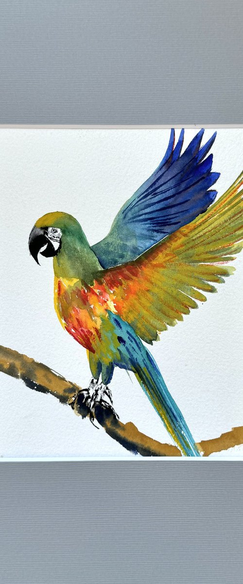 Parrot Psittacoidea by Yuliia Sharapova