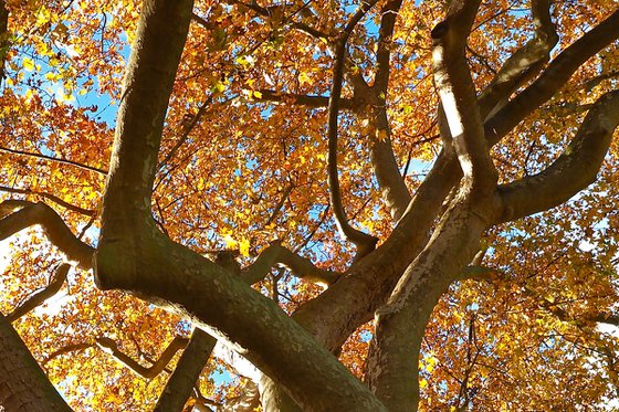 Autumn Canopy