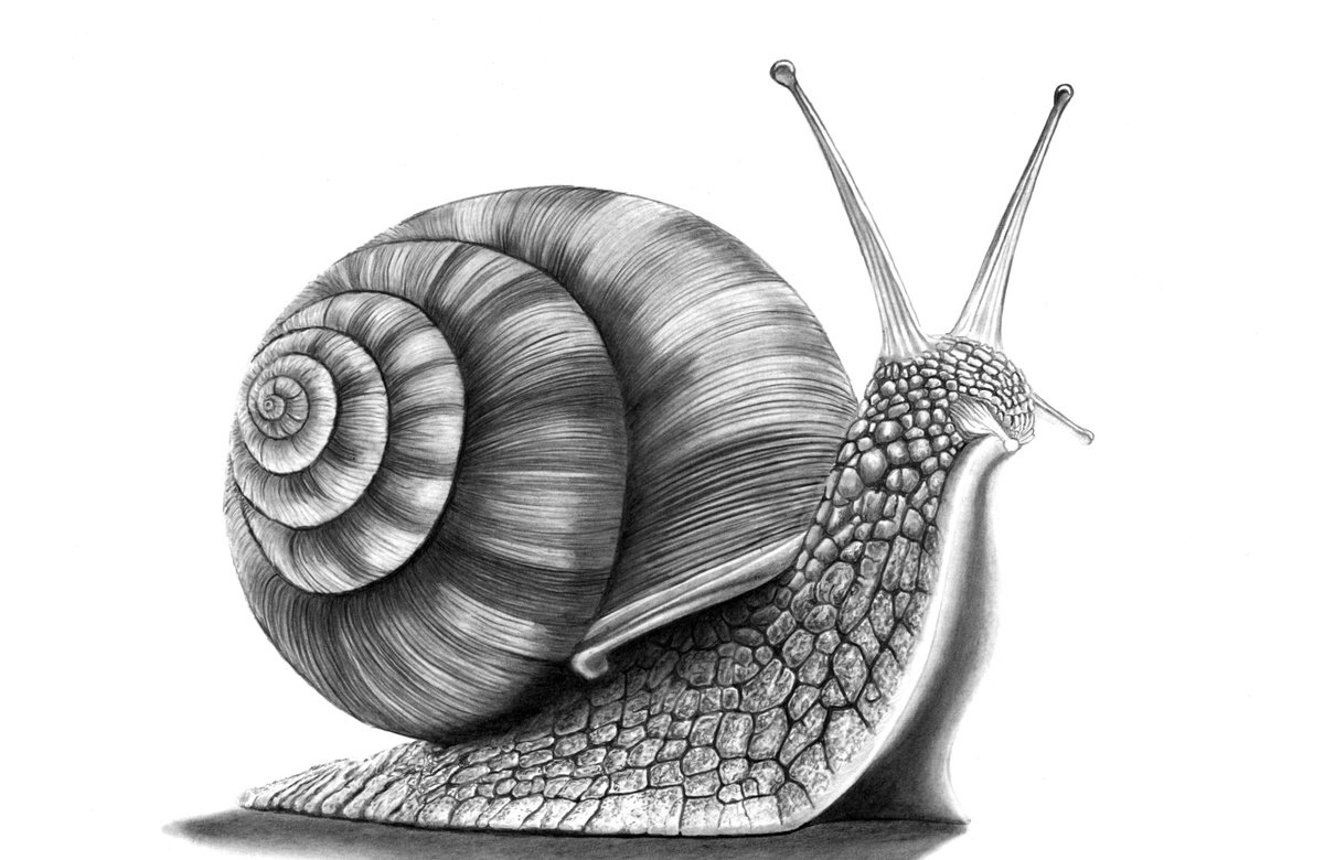 Photorealistic Animal Pencil Drawing By Paul Stowe, 16 X 10", Cornu Aspersum Aka Snail, Original Artwork