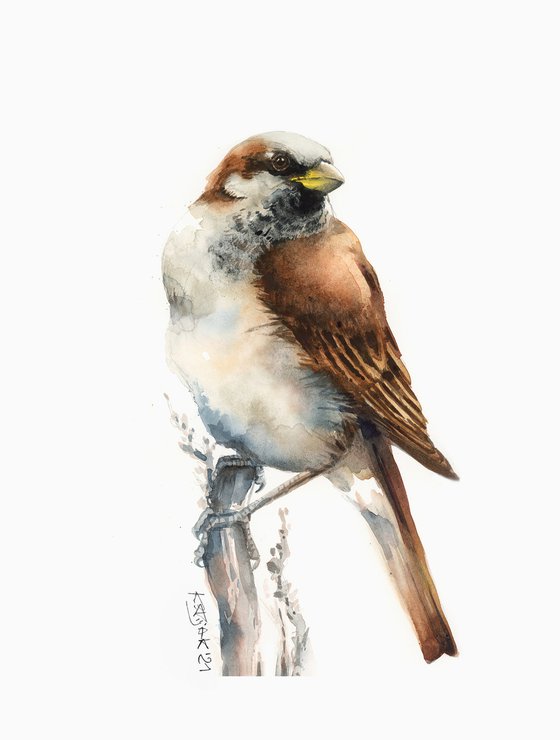 House sparrow in watercolor