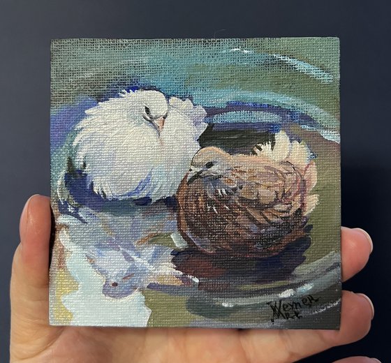 Two pigeons in a puddle. Miniature painting with birds.