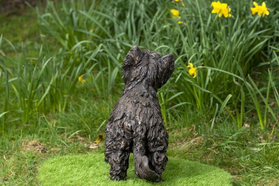Yorkshire Terrier (BR)