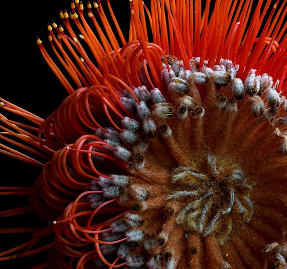 Scarlet Banksia Flower