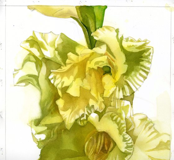 yellow gladiolos watercolor floral