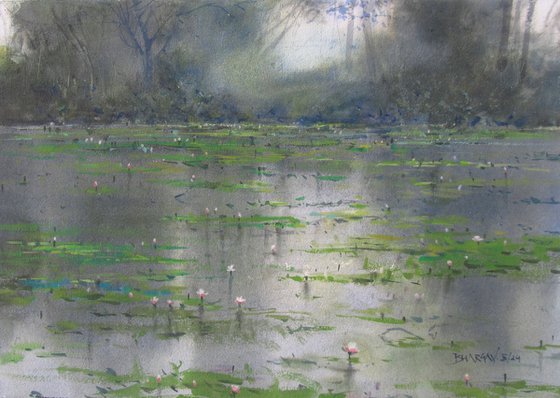 Water lilies 4