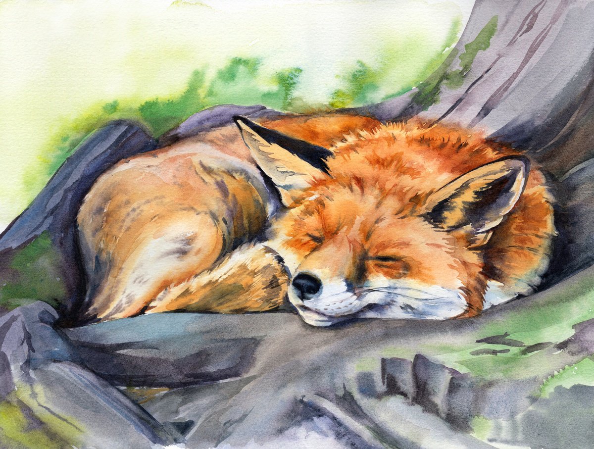 Impressionistic Animal Watercolour By Anjana Cawdell, 15 X 11, Sleeping Fox, Original Artwork
