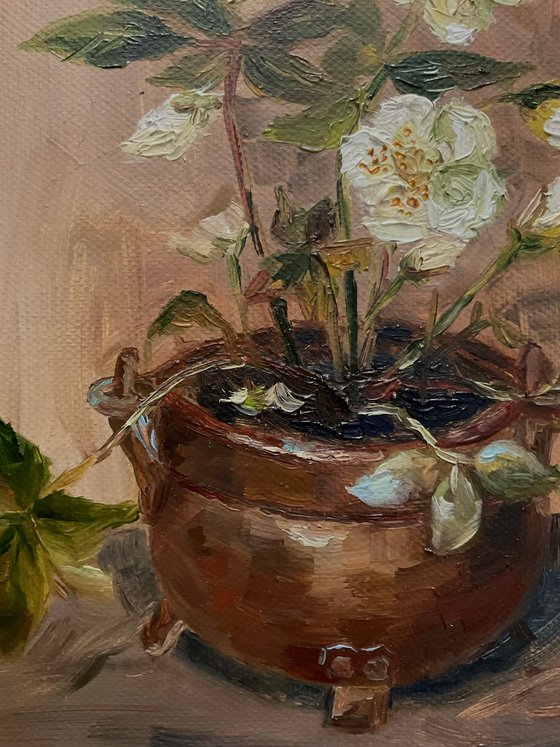 HELLEBORE