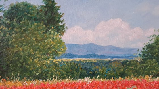 Field of poppies in Provence