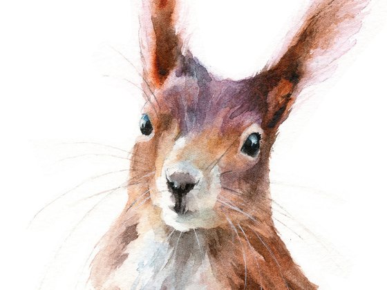 Ruby Red Squirrel