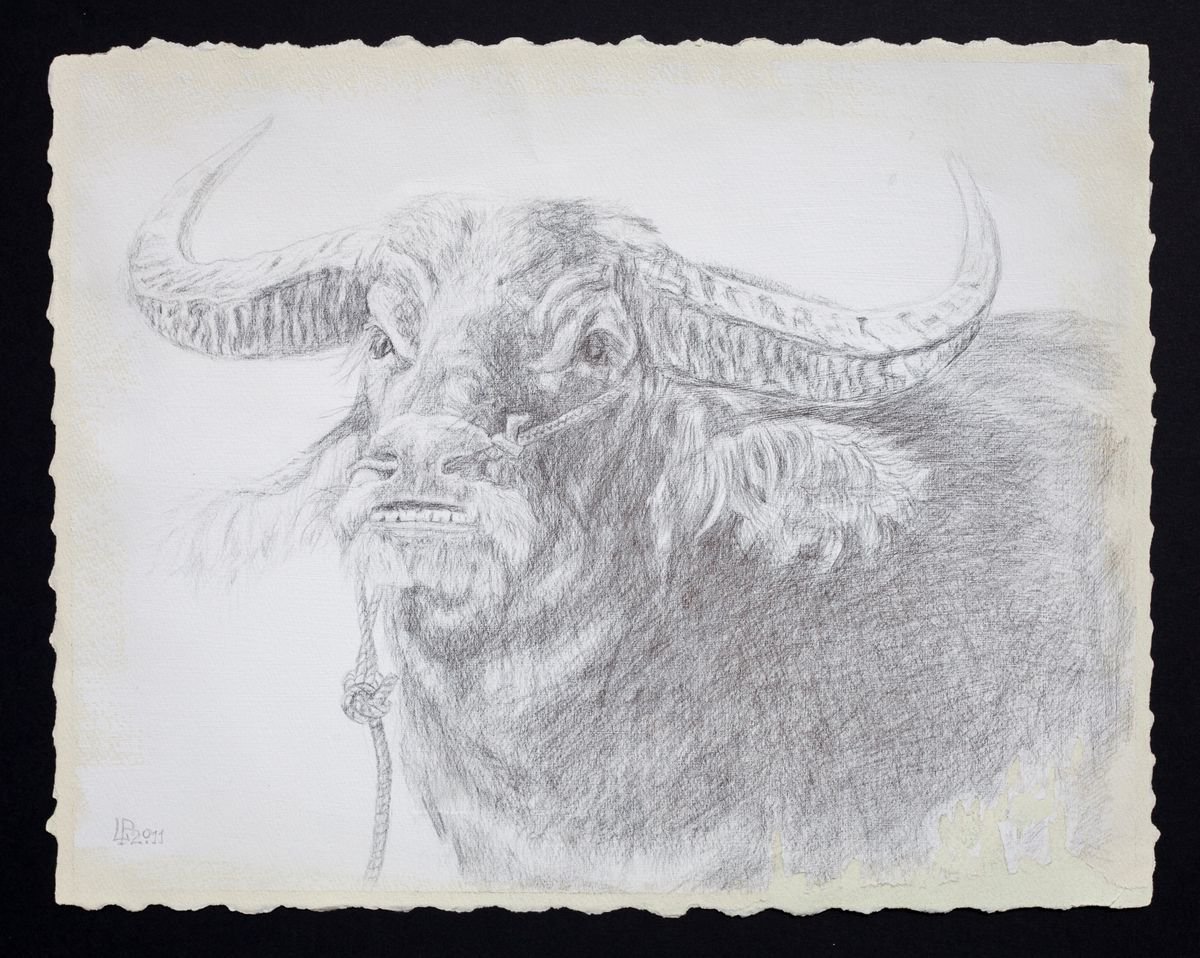 The Bull Silverpoint Drawing by Liudmila Pisliakova