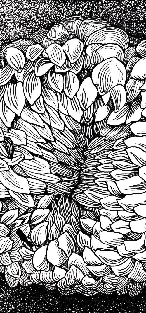 WHITE CHRYSANTHEMUM BUD by Nives Palmić