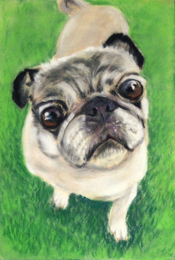 Pug II , 6,5x9,5" / ORIGINAL SOFT PASTEL PAINTING