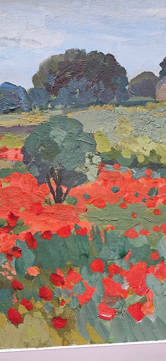 Poppies of Languedoc. French Landscape