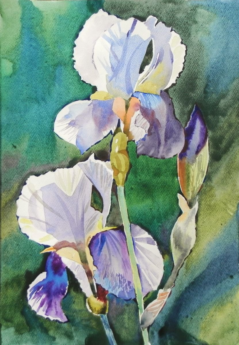 irises by Valentina Kachina