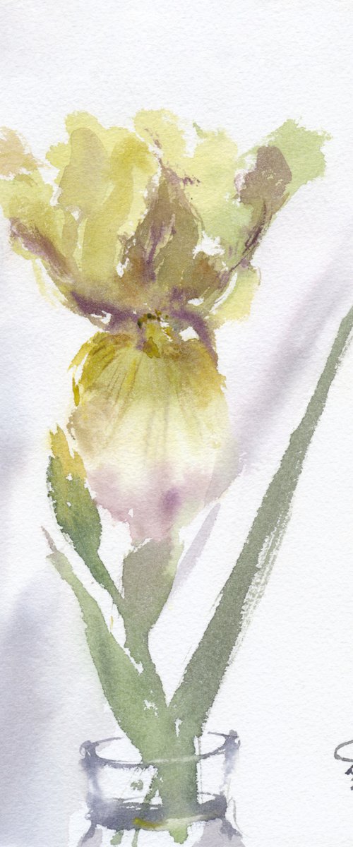 Cream iris. Tender flowers by Tatyana Tokareva