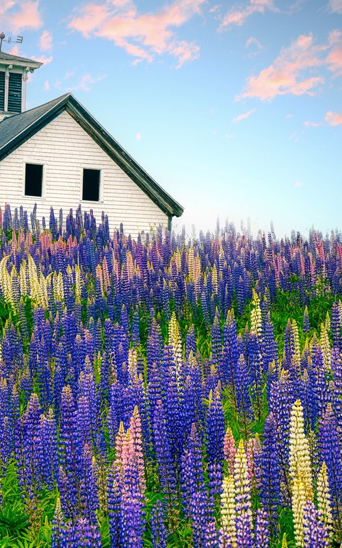Lupine Field, Whitefield, Maine, 25 x 17 by Francois de Melogue