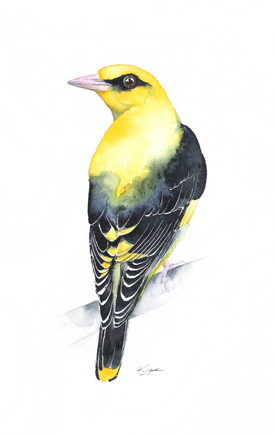 Golden Oriole, wildlife, birds and nature watercolour