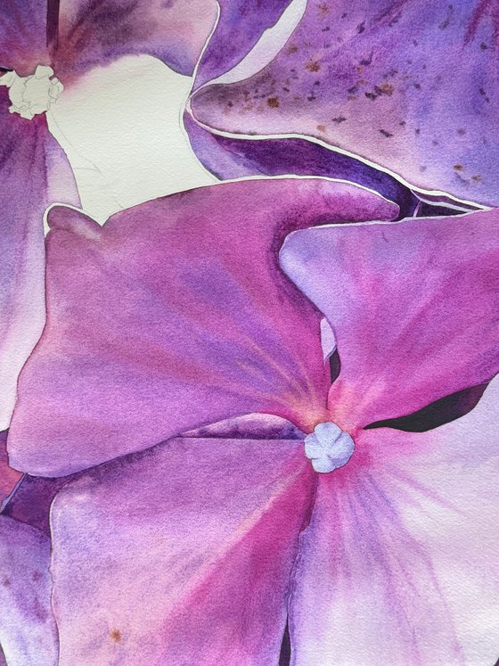 Miss Hydrangea