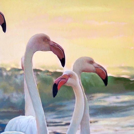 Golden Sunset on Flamingos Beach