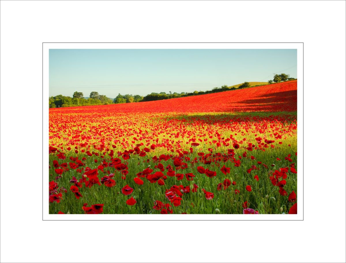 poppy field by Alan Ranger