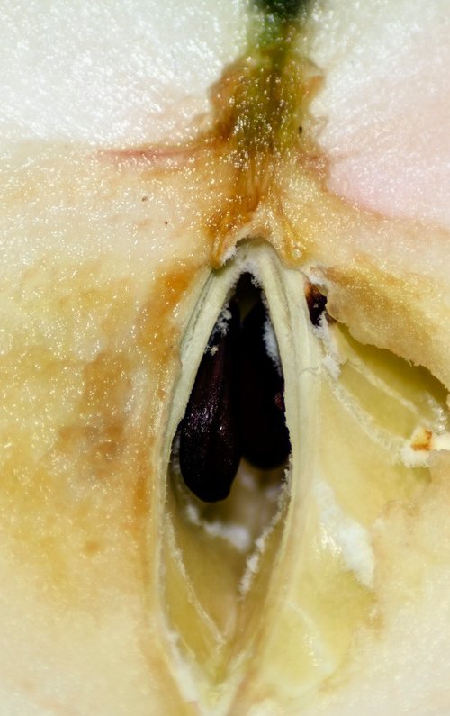 Forbidden Fruit by David Huntzinger