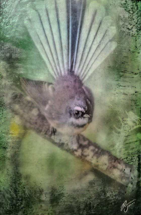 N.Z. Fantail